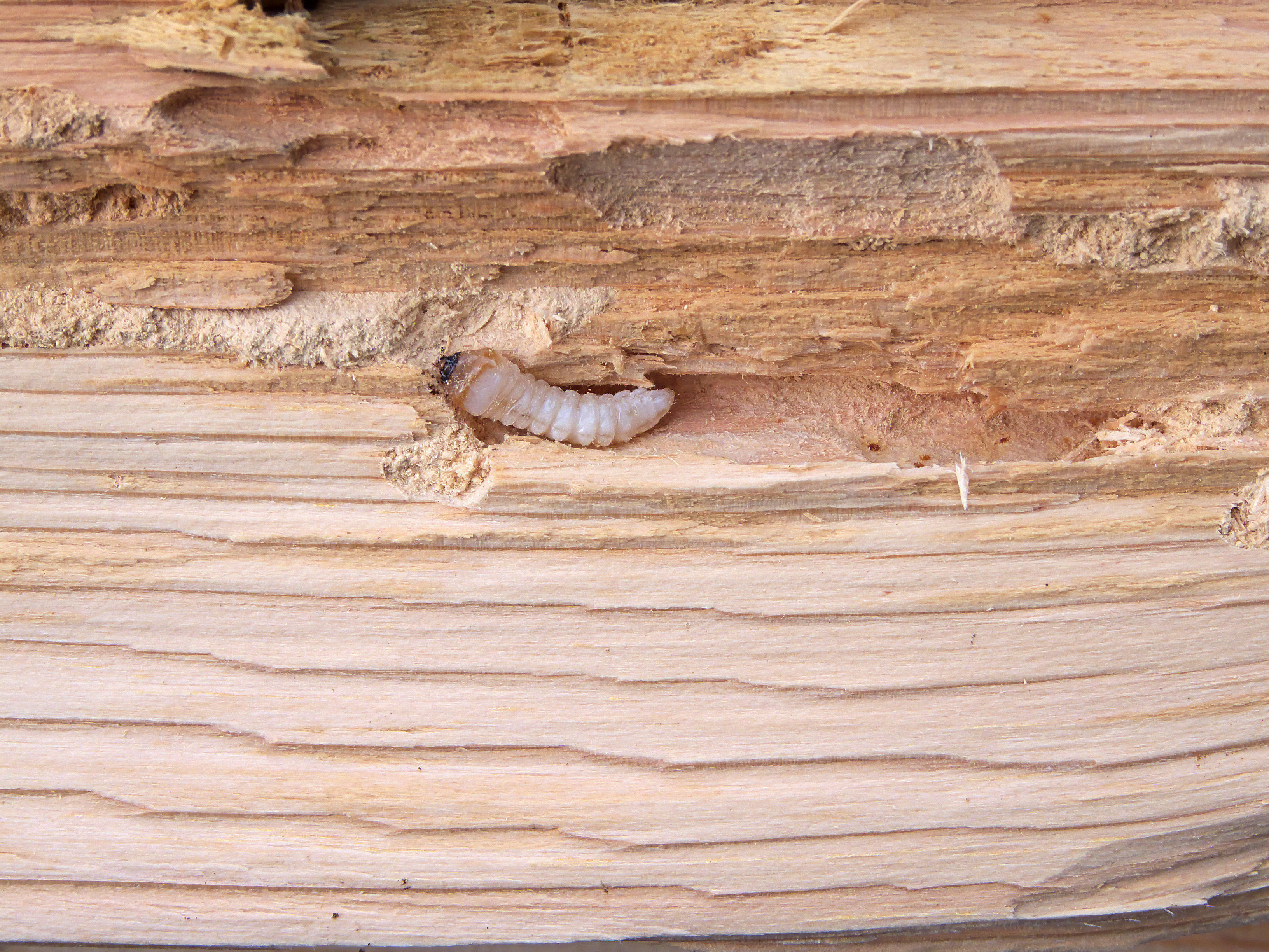 обработка древесины от жука точильщика