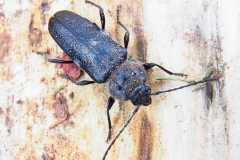 Hausbock / Hylotrupes bajulusFoto: <a href="https://commons.wikimedia.org/wiki/User:Siga">Siga</a>Lizenz: <a href="https://en.wikipedia.org/wiki/en:GNU_Free_Documentation_License">GNU Free Documentation License</a>