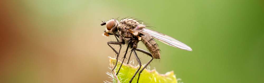 Fliegen - Ungeziefer und Schädlinge